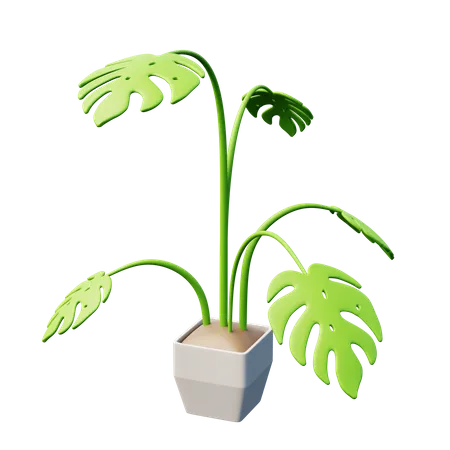 Monstera-Pflanze  3D Icon