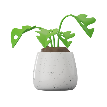 Monstera-Pflanze  3D Icon