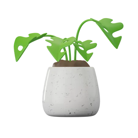 Monstera-Pflanze  3D Icon