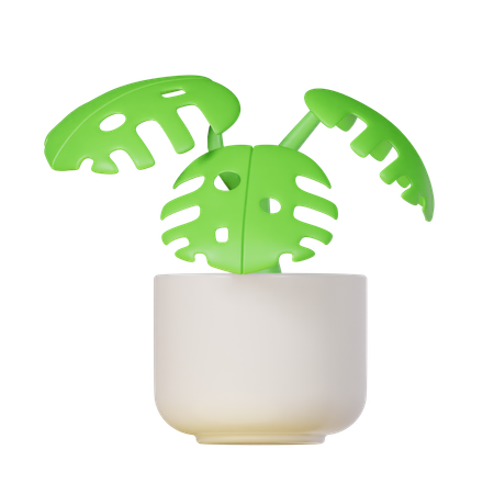 Monstera Plant  3D Icon