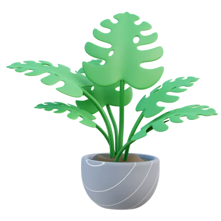 Monstera Plant  3D Icon