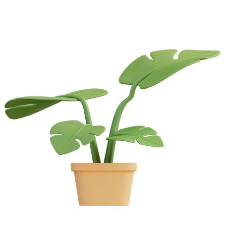 Monstera Plant  3D Icon