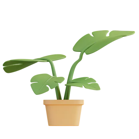 Monstera Plant  3D Icon