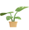 Monstera Plant