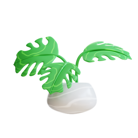 Monstera Plant  3D Icon