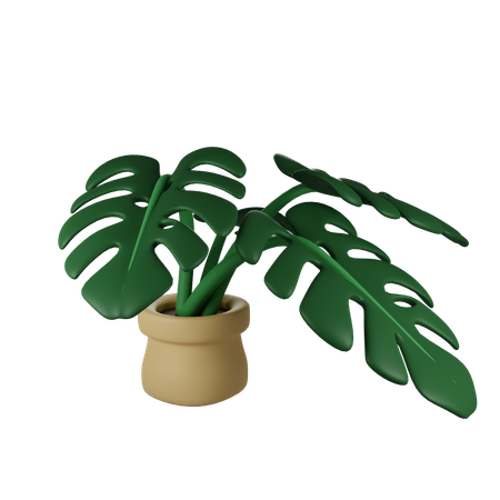 Monstera Plant  3D Illustration