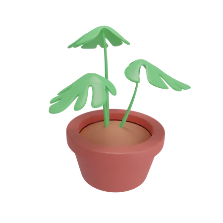 Monstera Plant  3D Illustration