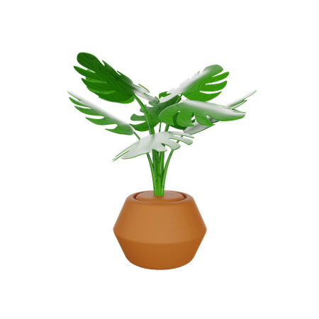 Monstera Plant  3D Illustration