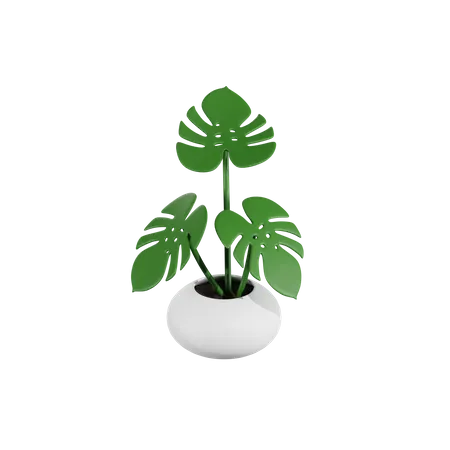Monstera Plant 3D Icon