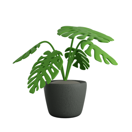 Monsterra Pot  3D Icon