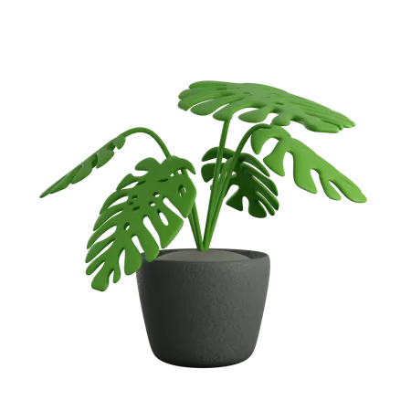 Monsterra Pot  3D Icon