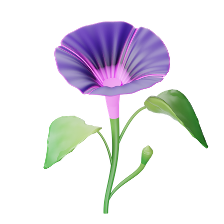 Morning Glory  3D Icon