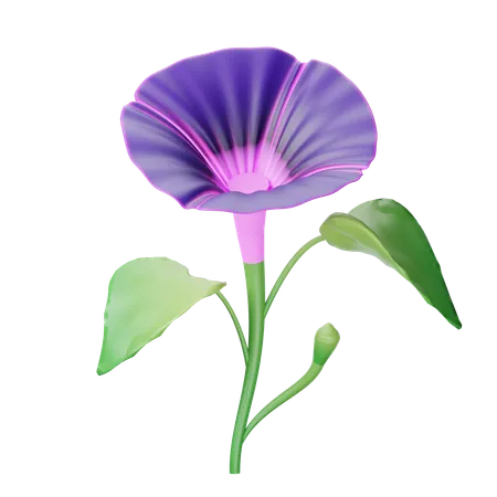 Morning Glory  3D Icon