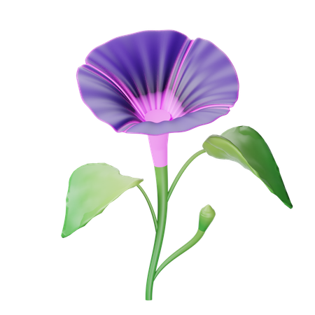 Morning Glory  3D Icon