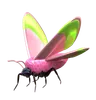 Moth