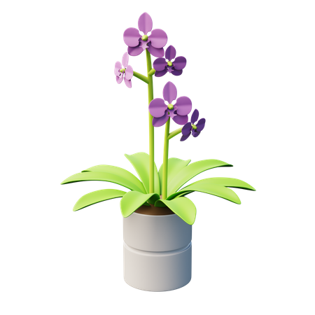 Moth Orchid Plant  3D Icon