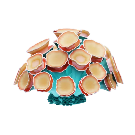 Mushroom Coral  3D Icon