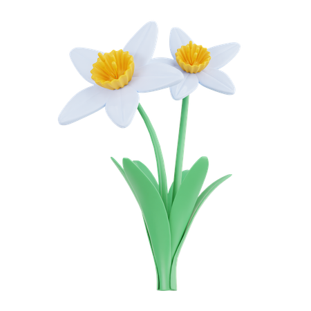 Narciso  3D Icon