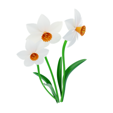 Narcissus  3D Icon