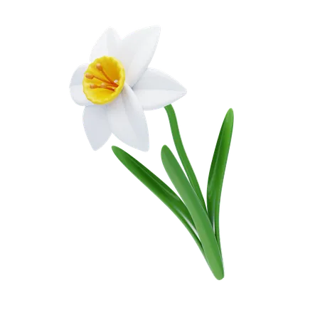 Narcissus  3D Icon