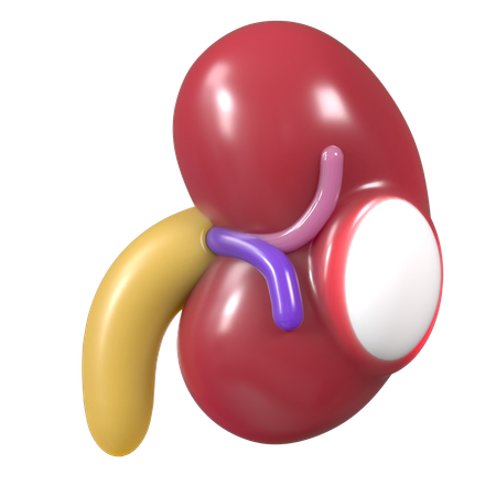 Nephrons of Kidney  3D Icon