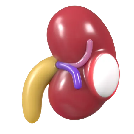 Nephrons of Kidney  3D Icon