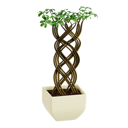 Netted Ficus Tree  3D Icon