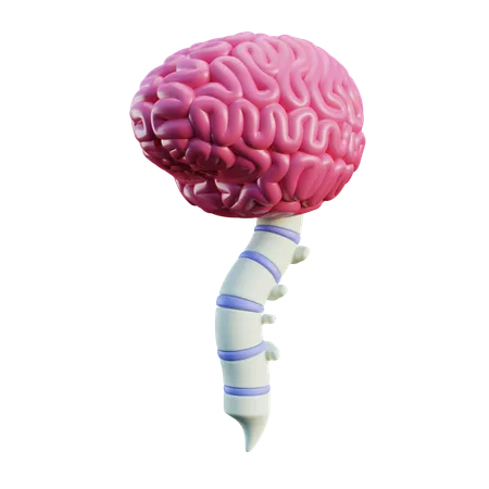 Neurología Médula Espinal  3D Icon