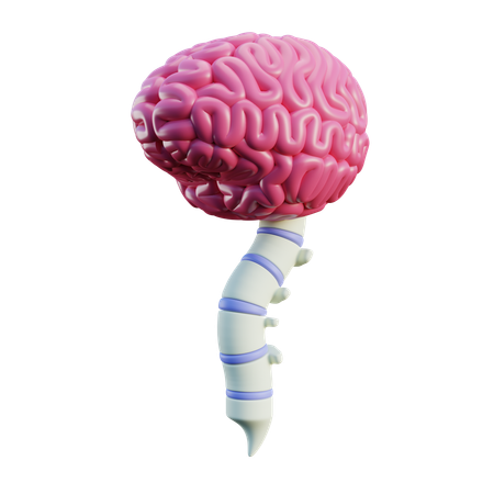 Neurologia Medula Espinhal  3D Icon