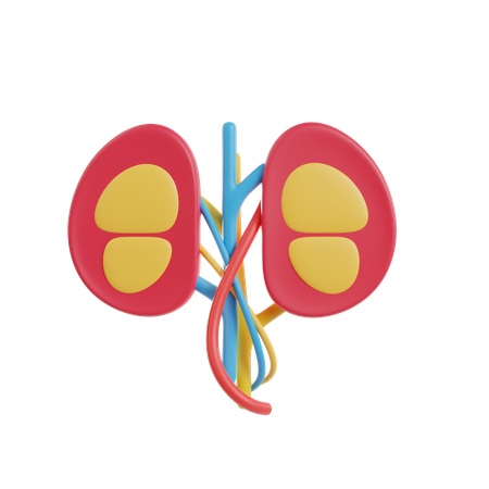 Nieren  3D Icon