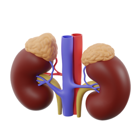 Nieren mit Nebennieren  3D Icon