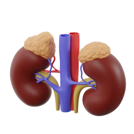 Nieren mit Nebennieren  3D Icon