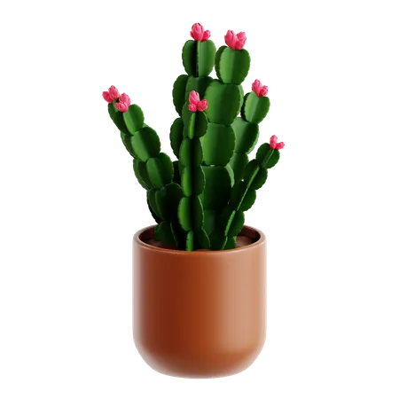 Cactus de Noël  3D Icon