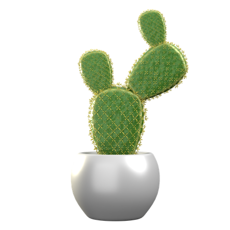 Opuntia microdasys  3D Icon