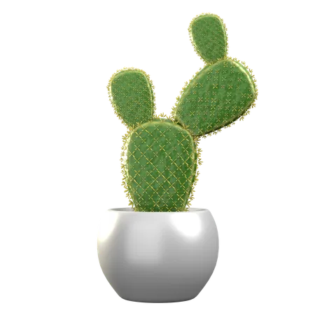 Opuntia Microdasys  3D Icon