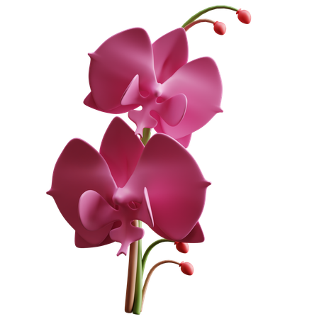 Orchid  3D Icon