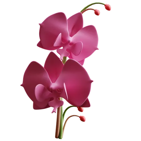 Orchid  3D Icon