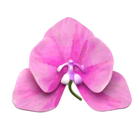 Orchid Flower  3D Icon