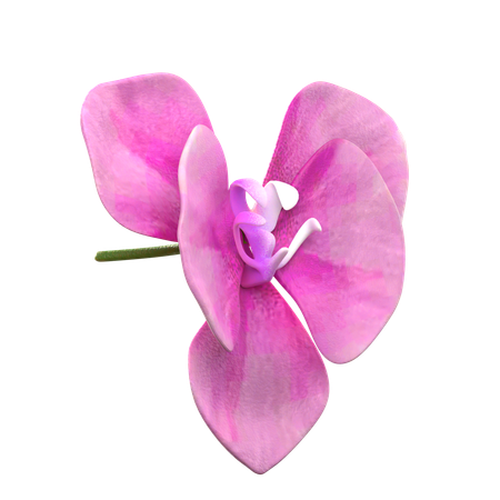 Orchid Flower  3D Icon