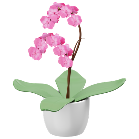Orchid Flower  3D Icon