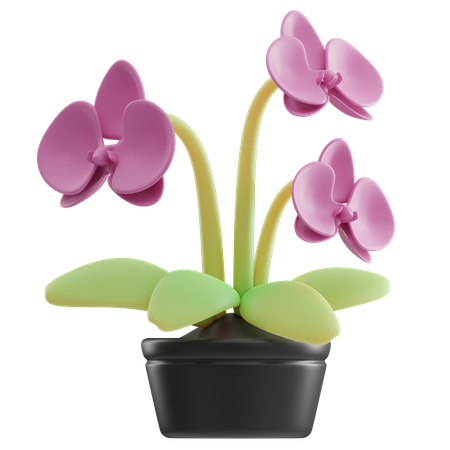 Orchid Pot  3D Icon