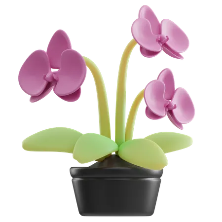Orchid Pot  3D Icon