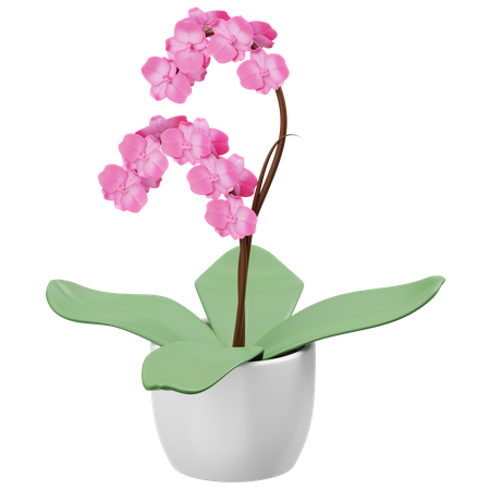 Orchidee  3D Icon