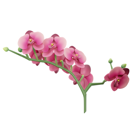 Orchidées  3D Icon