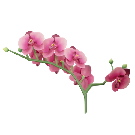 Orchidées  3D Icon