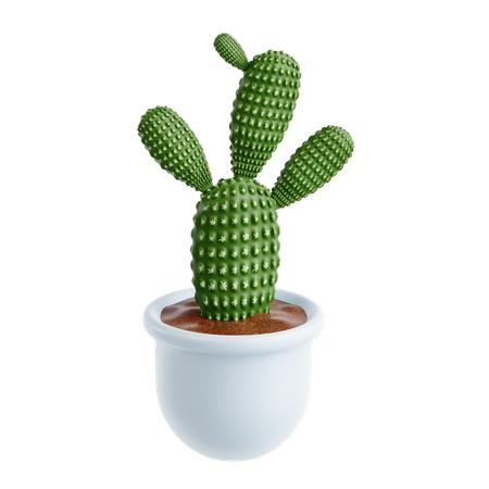 Cactus oreilles de lapin  3D Icon