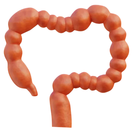 A Detailed 3 D Representation Of The Human Colon Structure Highlighting The Segments And Texture 3D Icon