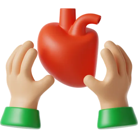 Organ Donation  3D Icon