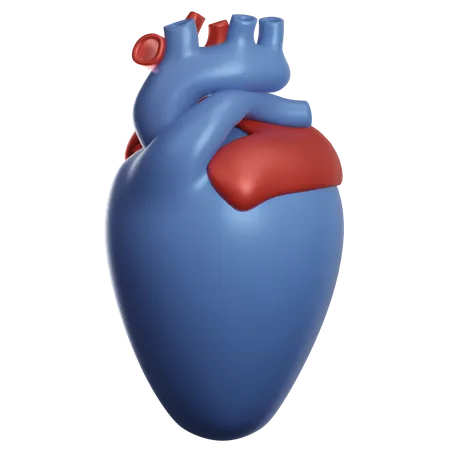 Órgano del corazón  3D Illustration