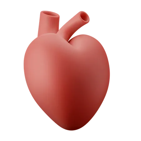 Órgano del corazón  3D Illustration